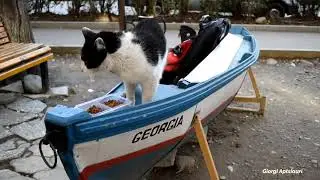 CATS FIGHT OVER TERRITORY │Real Cat Arguing With Sound