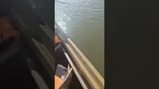 Выходные посвятили рыбалке, хороший сазан! Астраханская область, б/о FISH-CLUB
