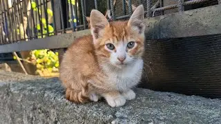 Little orange kitty