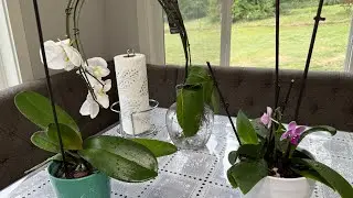 Proper watering of orchids, NOT ICE!!!