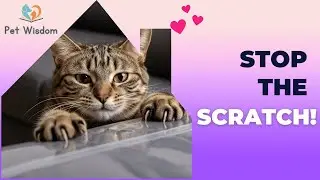 How to Stop a Cat from Scratching Furniture: Vet-Approved Solutions That Actually Work