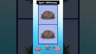 #244 Spot the Difference - Cute Kiwi's Sleepy Huddle | Brain Fitness Puzzle Game