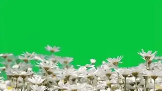 white flowers green screen video download | green screen flowers blooming