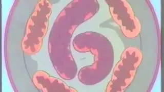 A Remake of the BBC Nursery Rhyme Time