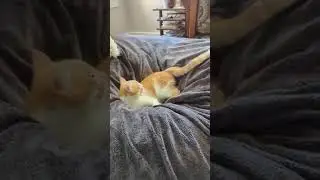 Kitten Tommy acting silly | Save Our Strays