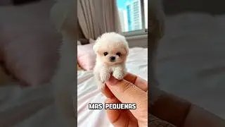 Top 5 Razas de Perros M&aacute;s Peque&ntilde;as #shorts #dogshorts #perrospeque&ntilde;os #chihuahua