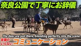 奈良公園で丁寧にお辞儀　言葉のいらないコミュニケーション
