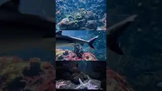 Oceanarium Berlin #blogger #travel #germany #summer #berlin #museum