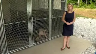 Humane society struggles with dog intake