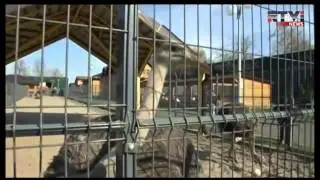 Брошенные животные беглого экс-президента Украины Януковича