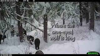 Where The One-Eyed Wolf Is King