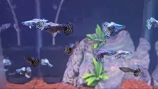 fishes  video #mathsyajagattu #khushimarket#fish #fishing