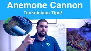 How to remove anemones from reef aquariums with anemone cannon.