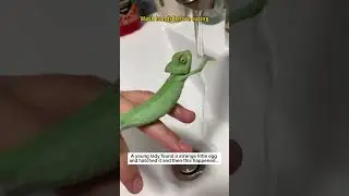Shy Chameleon #animalfriendshipgoals #animals #cute #pets#chameleon #lovestory #love #wildlife