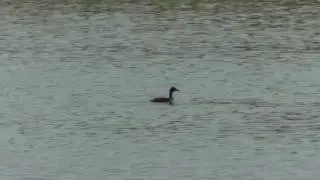 Little grebe / Perkozek