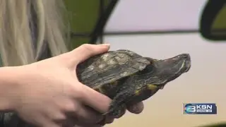 Great Plains Nature Center introduce us to a red eared slider turtle