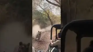Tiger Jumps On Safari Jeep In Indian Jungle #tiger #lion #jungle #sora #ai #wildlife #animals
