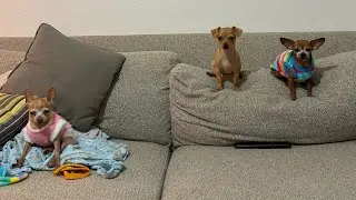 VLOG DA NOITE DA JUDITH