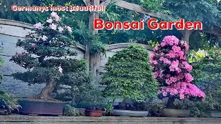 BonsaiKunstHamburg: Bonsai Garten Maeter mit Interview