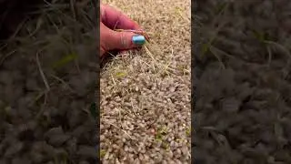 Grass growing in my carpet | how