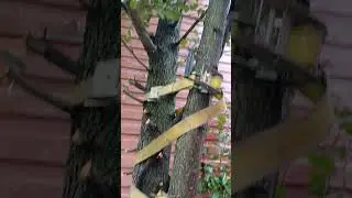 one shot to get it right,  felling the rest of this ugly Bradford pear.