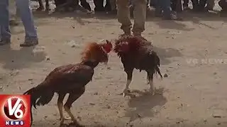 Sankranti Celebrations Across Andhra Pradesh | Kodi Pandalu In West Godavari District | V6