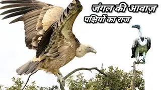 जंगल की आवाज़ें और पक्षियों का साम्राज्य | Jungle Sounds | Birds Kingdom