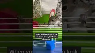Baby squirrel get upstaged by his little sister!
