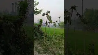 Village -26-03-2025