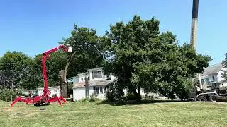 *Large maple tree removal with crane and spider lift*
