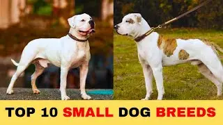 Top 10 Small Dog Breeds | Best pet dogs