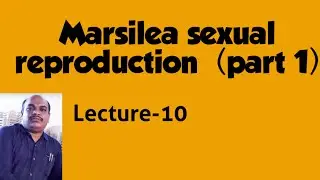Marsilea Sexual Reproduction