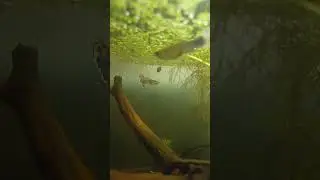 Male Guppy 🐠 #fishaquarium #fish #aquarium #fishtank #guppy  #guppyfish #trending #viral #shorts