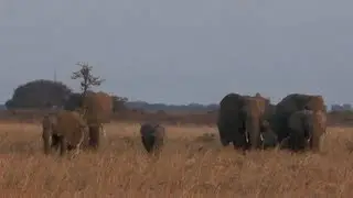African Wildlife Foundation 50th Anniversary Video
