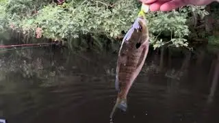 Clark State Forest Franke Lake Fishing 2024
