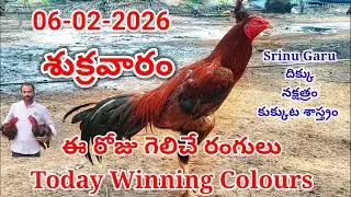 06 February 2026 Today Winning Colours//kukkuta sastram//colour update #telugu