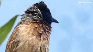 Red Vented Bulbul Singing Songs - Call - Sounds - Voice - Noise - Chirp - Chirping - Vocalizations
