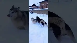My beautiful huskies are enjoying the snow#husky #love #puppy#dog