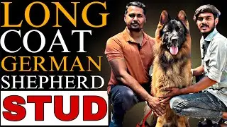 Long Coat German Shepherd Stud Sell | Happy Client With Long Hair GSD STUD | Import Son GSD Stud