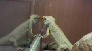 Dancing Bearded Dragon