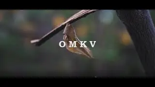 OMKV A short clip |ASHISH ANIL PEREIRA|