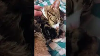 cats are more affectionate in the morning #catbehaviorist #understandingcats #catshorts #pets