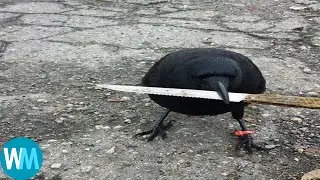 Top 5 Crow