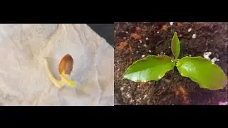 🌱 🍊 Orange Seedling 🍊 🌱