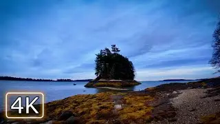 Maine's Coastal Woods at Wolfe's Neck – 4K Forest Walk with Immersive Soundscape
