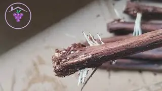 Cara Mempersiapkan Rootstock Anggur