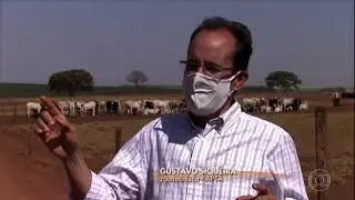 Sindi Castilho - Você conhece o boi 777?
