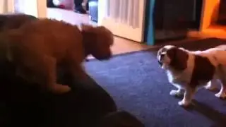 Sookie the Cavapoo 'To Infinity And Beyond!!!'