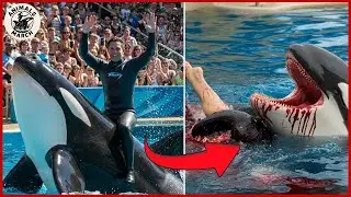 The Horrifying Last Moments Of Orca Trainer Daniel Reyes | animal attack