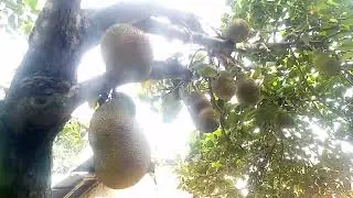 Jackfruit tree I I No Copyright Video | Ignatius life collection